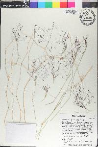 Muhlenbergia porteri image