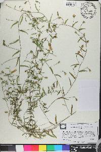 Stylisma angustifolia image