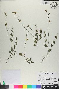 Crotalaria rotundifolia image