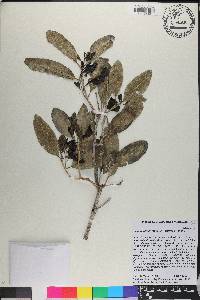 Pisonia albida image