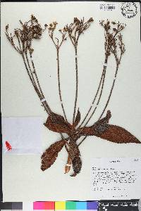 Rhytidophyllum auriculatum image