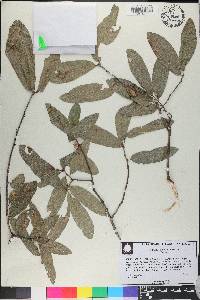 Quercus incana image