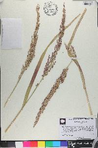 Panicum amarum image