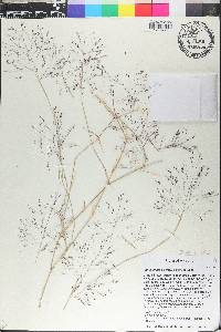 Muhlenbergia porteri image