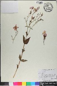 Rhexia virginica image