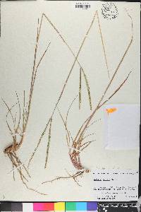 Paspalum notatum image