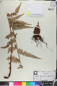 Dryopteris celsa image