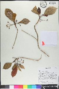 Gesneria odontophylla image