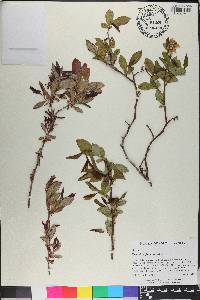 Vaccinium fuscatum image