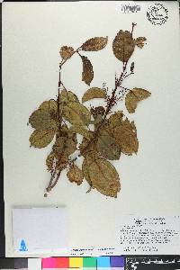 Miconia bahorucensis image