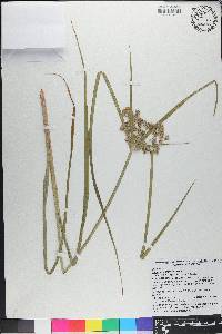 Cyperus distinctus image