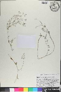 Paronychia baldwinii image