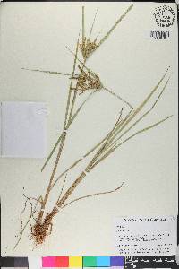 Cyperus iria image