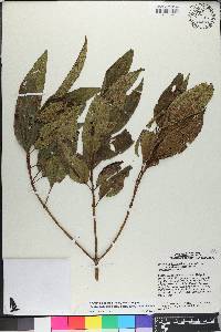 Miconia antillana image