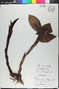 Epidendrum notabile image