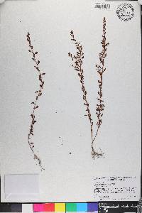 Ludwigia microcarpa image