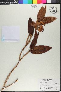 Epidendrum polychlamys image