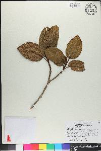 Miconia alainii image