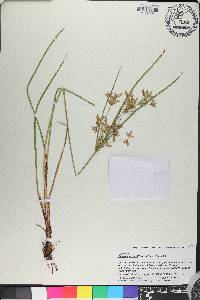 Cyperus lecontei image