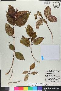 Miconia hirticaulis image