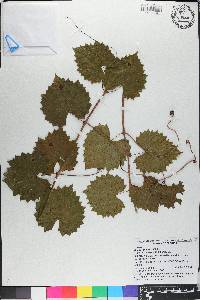 Vitis rotundifolia image