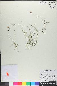 Utricularia gibba image