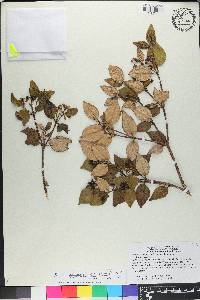 Miconia macrocarpa subsp. macrocarpa image
