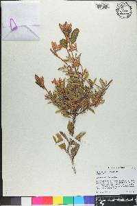 Lyonia ferruginea image