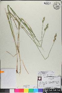 Carex alata image