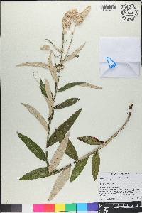 Pterocaulon pycnostachyum image