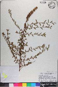 Ludwigia suffruticosa image