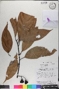 Ocotea cernua image