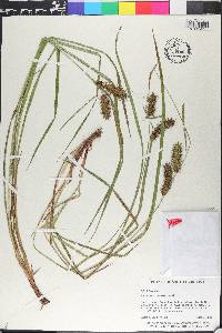 Carex aureolensis image