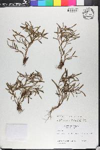 Epidendrum cordiforme image