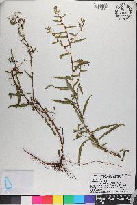 Ludwigia alata image