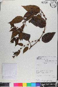 Phenax hirtus image