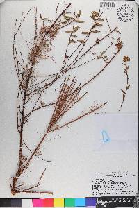 Ludwigia suffruticosa image