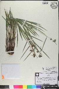 Fuirena breviseta image