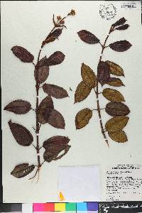 Miconia adenocalyx image