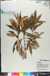 Miconia fuertesii image