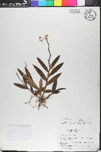 Epidendrum galeottianum image