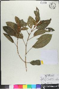 Miconia ferruginea image
