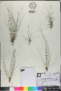 Eleocharis microcarpa image