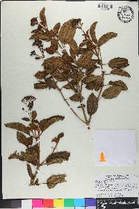 Miconia ferruginea image