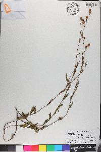 Ludwigia maritima image