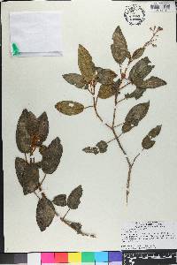 Miconia ferruginea image