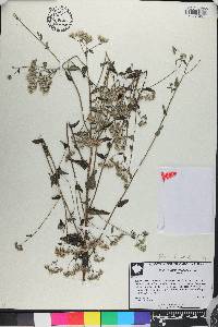 Eupatorium pilosum image