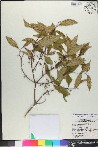 Miconia acuminoides image