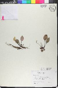 Lepanthes rotundifolia image