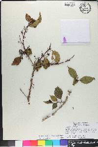 Miconia bahorucensis image